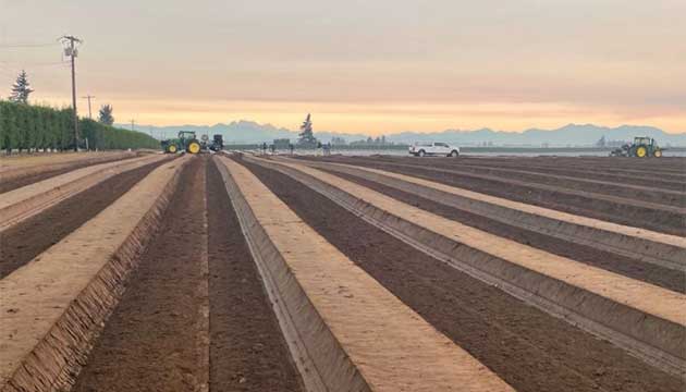 Raspberry Crop | Washington State