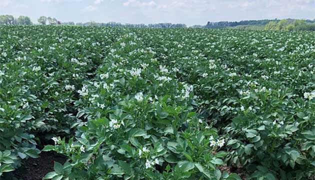 Potatoes | Chloropicrin