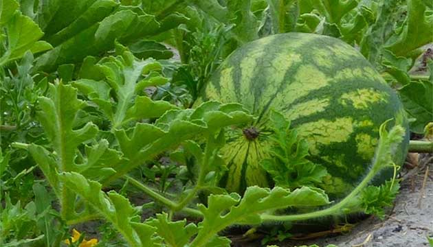 Strong Roots | Strong Watermellons