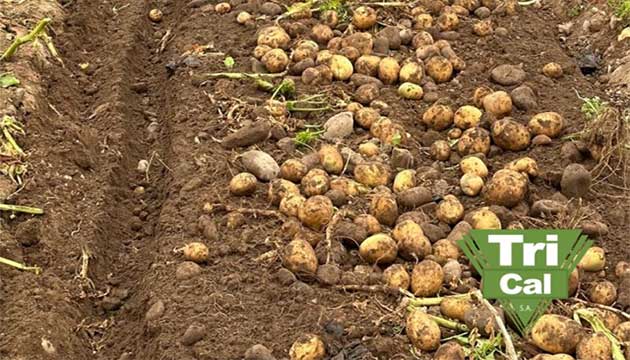 Potatoes | South America