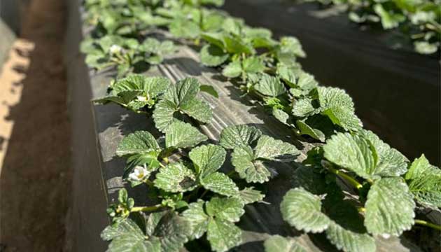 Strawberries | Baja California