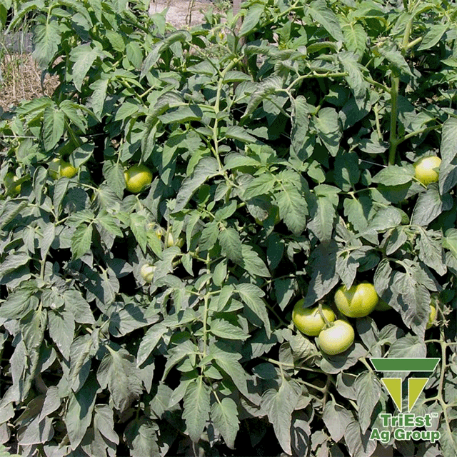 Strong Tomato Crops Start with Healthy Soil