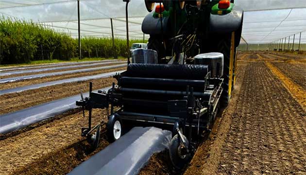 Berries | New Zealand