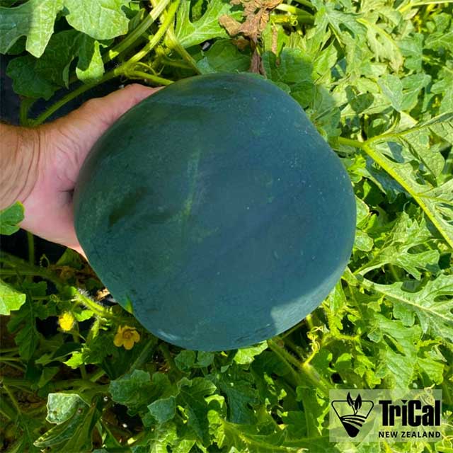 Melons | New Zealand