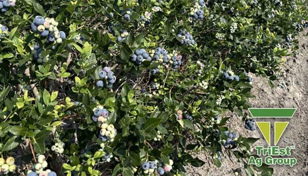 Blueberries | Georgia