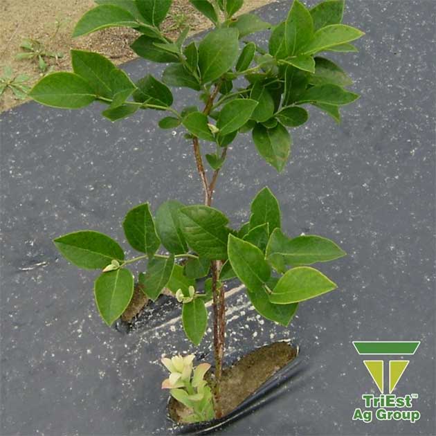 Blueberries | Stronger Start Before Planting