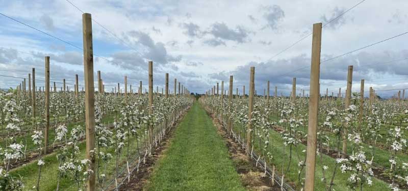 Young Apple Trees | New Zealand
