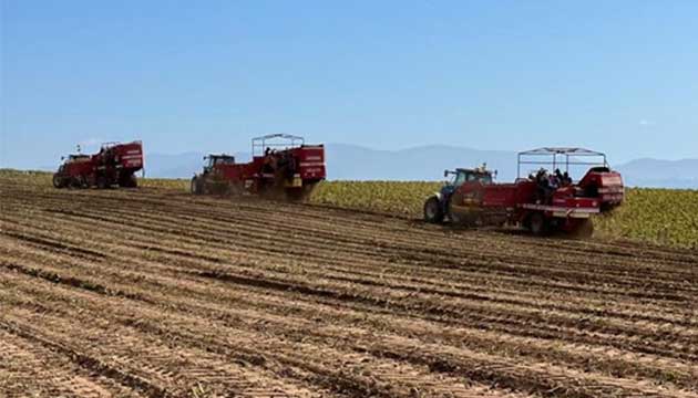 Potatoes | Chile