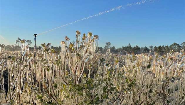 Blueberry Frost Protection | Southeast U.S.A.
