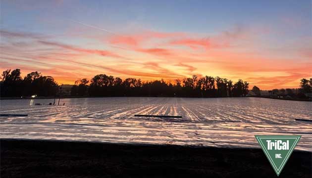 Strawberry Field | California