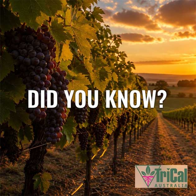 Did you know? | Grapevines