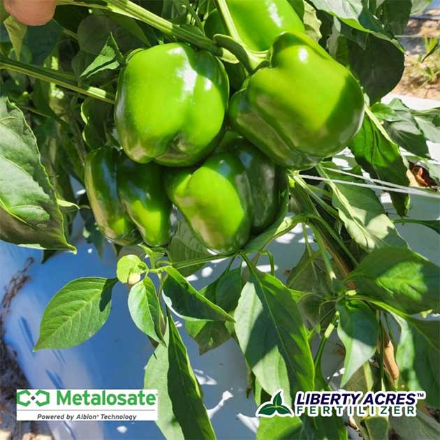 Peppers | Metalosate® Foliar Nutrition