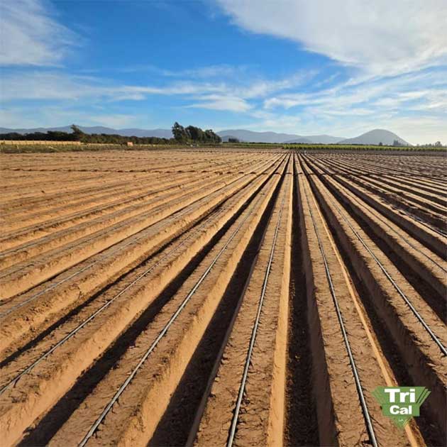 Lettuce Beds | Chile