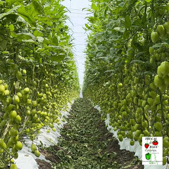 Tomatoes | Mexico