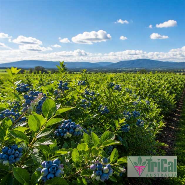 Blueberries | Australia