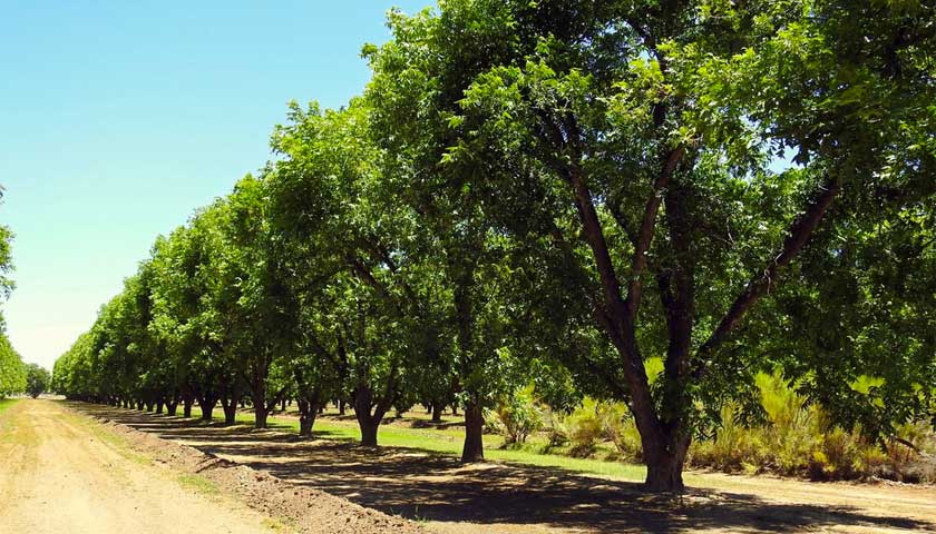 Opportunities in Pecans