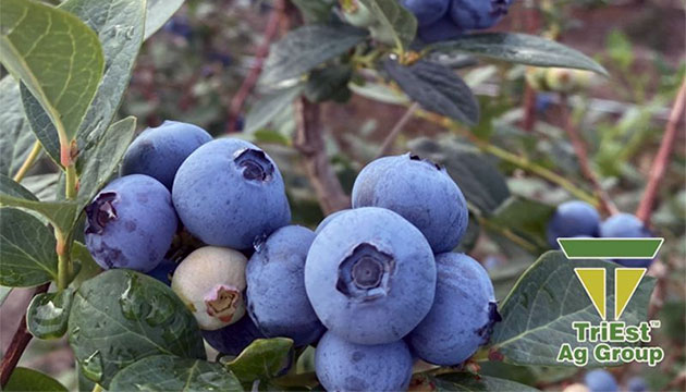 Blueberry bushes planted with Chloropicrin better roots
