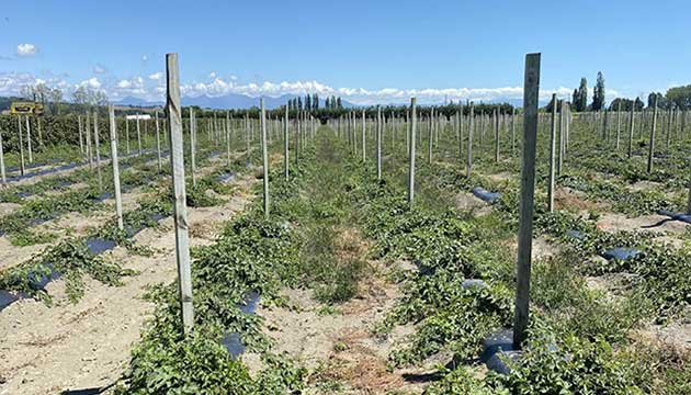 Beautiful Boysenberries Growing Strong in Nelson