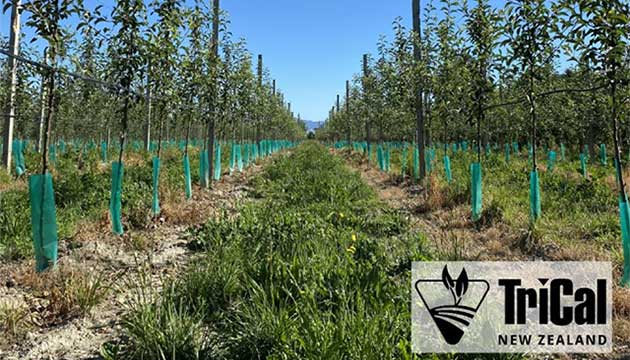 Healthy soil. Strong roots. Quality apples