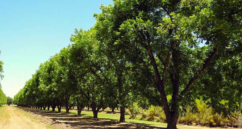 Opportunities in Pecans