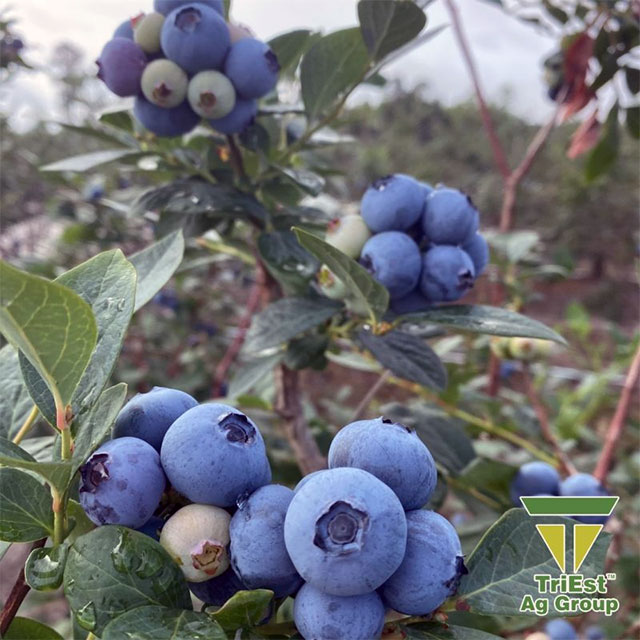 Blueberry bushes planted with Chloropicrin better roots
