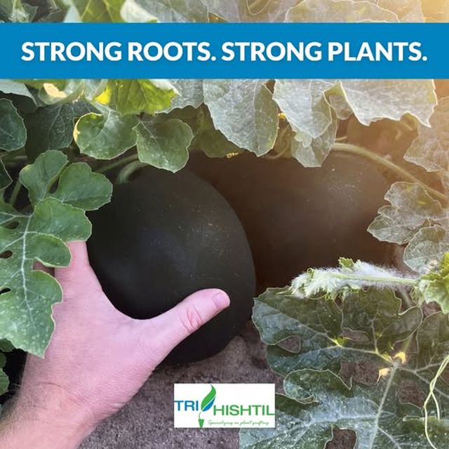 Strong Foundation of Success with Grafted Watermelons