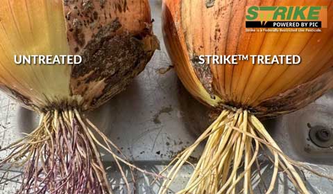 Strike out Soil Disease in Onions