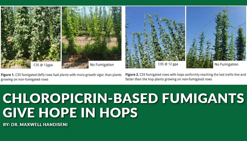 Chloropicrin-Based Fumigants Give Hope In Hops