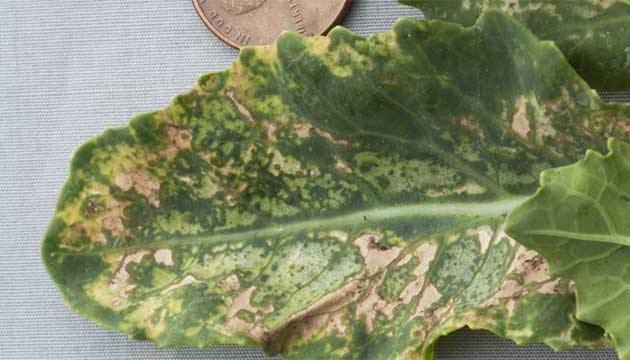 How To Distinguish Weather-Related Crop Injury From Disease