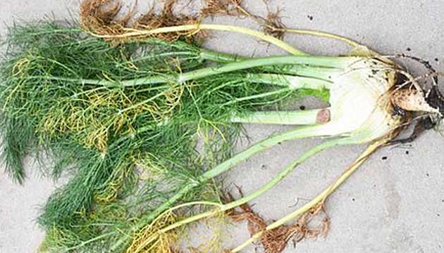 Discovering New Vegetable Diseases Always a Work in Progress