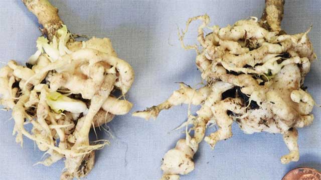 More Effective Disease Control in Your Vegetables via Crop Rotations