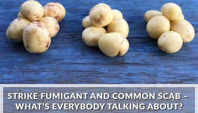Strike Fumigant and Common Scab – What’s everybody talking about?