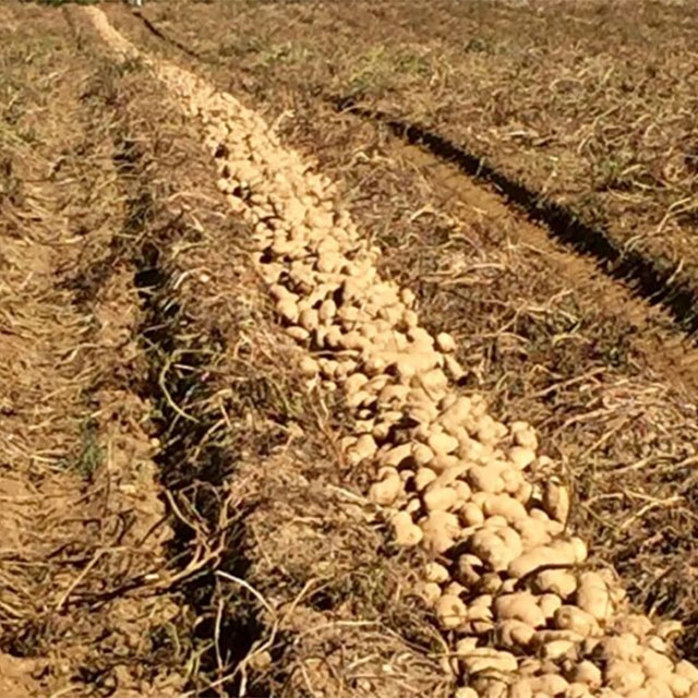One Easy Change Can Double Soil’s “Good Guys”