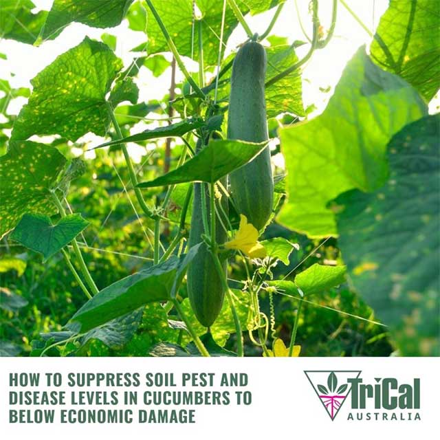 How To Suppress Soil Pest and Disease Levels in Cucumbers to Below Economic Damage