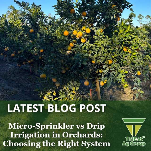Micro-Sprinkler vs. Drip Irrigation in Orchards
