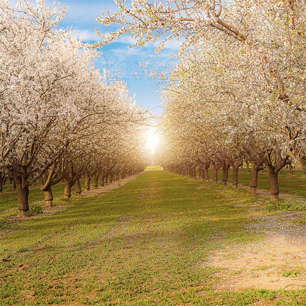 Why Pre-Plant Decisions Determine Long-Term Orchard Success