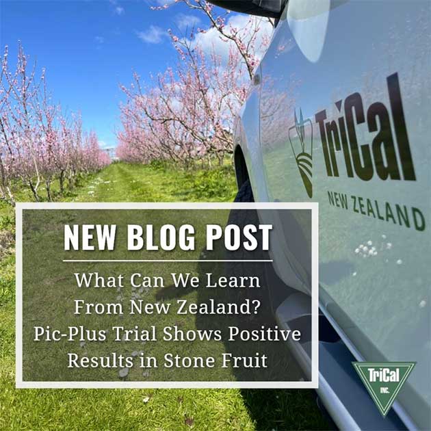 What Can We Learn from New Zealand?