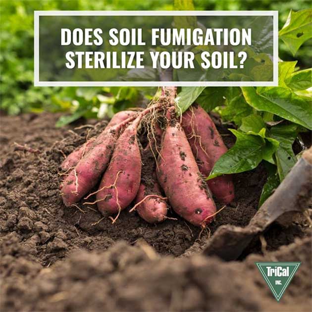 Does Soil Fumigation Sterilize Your Soil?