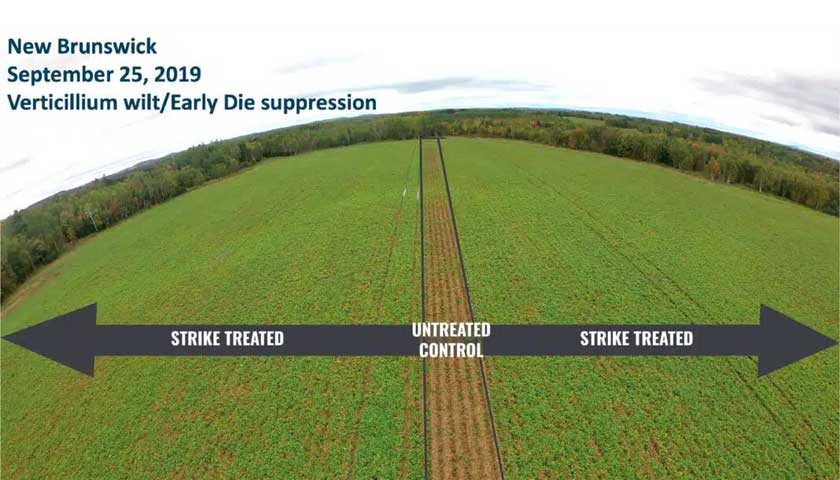 A top read Spud Smart article on Verticillium Wilt Management