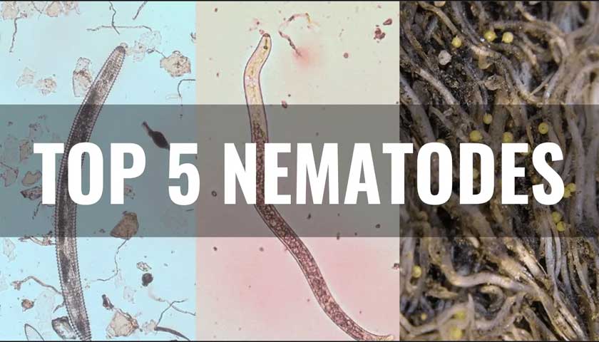 The 5 Most Common Plant-Parasitic Nematodes and How TELONE™ Can Help Protect Your Crops