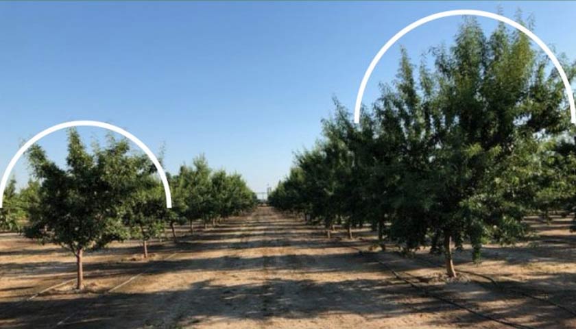 Trical Almond Replant Research: The Importance of Fumigation for Growers