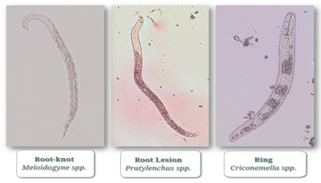 Managing Plant Parasitic Nematodes in California Specialty Crops with  Soil Fumigation