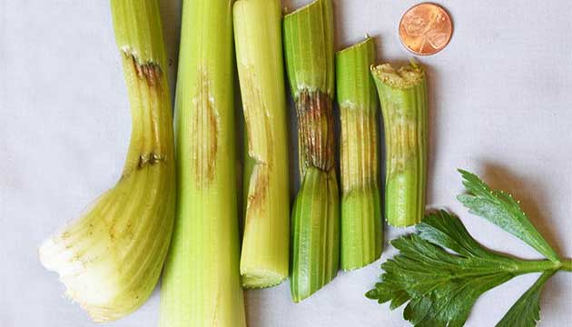 Unexpected Vegetable Disease Issues Can Lead to Unusual Findings