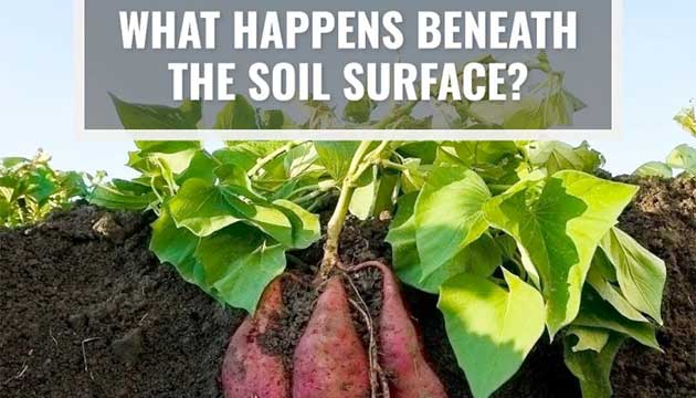 What happens beneath the soil surface after soil fumigation?