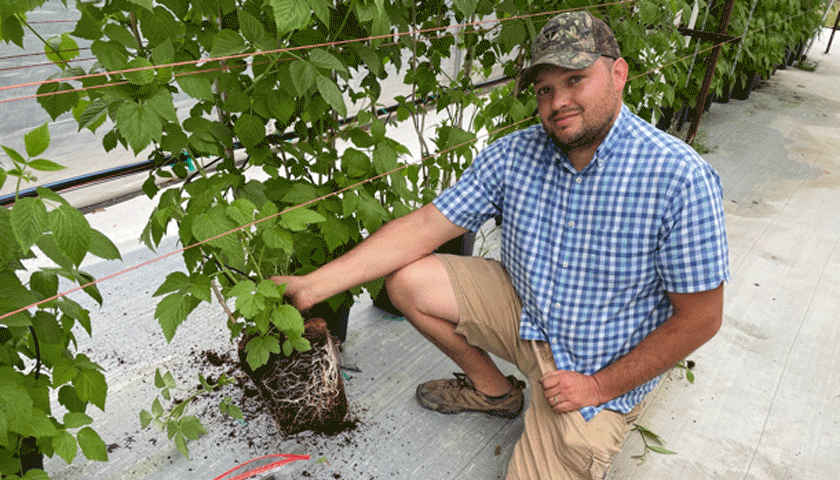 Growing Long-cane Raspberries in the Southeast