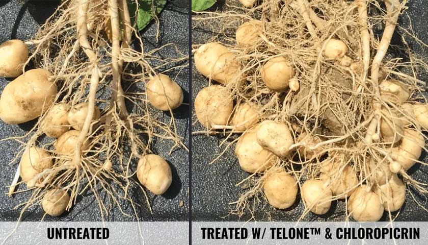 TELONE™ and Chloropicrin: A One-Two Punch for Nematodes and Soilborne Diseases