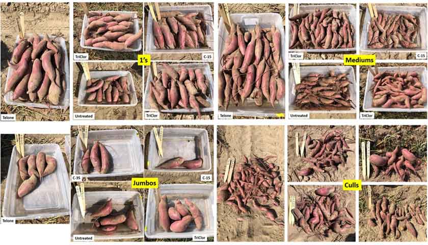 Examining the Effectiveness of Fumigant Application on Sweet Potato Crop