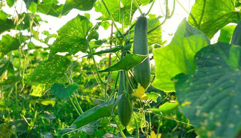 How to Suppress Soil Pest and Disease Levels In Cucumbers to Below Economic Damage