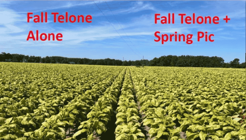 Impacts of Fall & Spring Fumigation of Tobacco