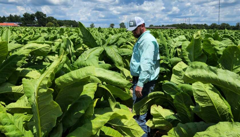 2023 Trial: Impacts of Soil Fumigation of Tobacco